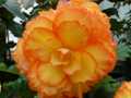 Orange yellow begonia 2